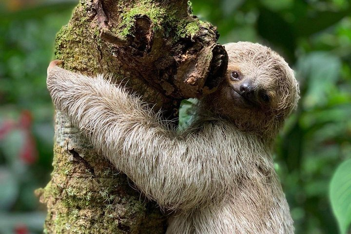 Sloth tour at Rio Celeste Waterfall